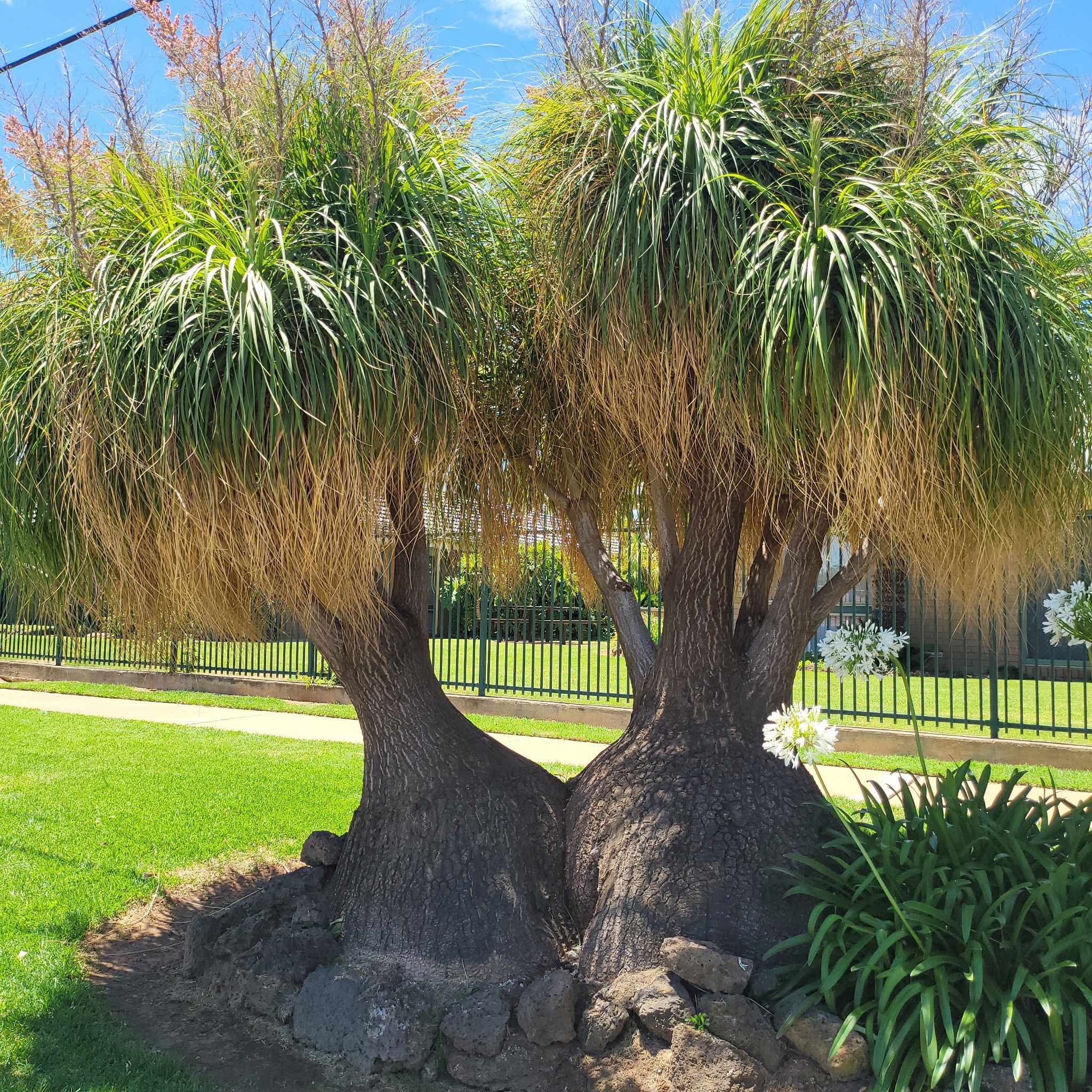 Beaucarnea Recurvata Ponytail Palm Seeds Tough Love Garden Supply Beaucarnea Recurvata Ponytail Palm Seeds Tough Love Garden Supply