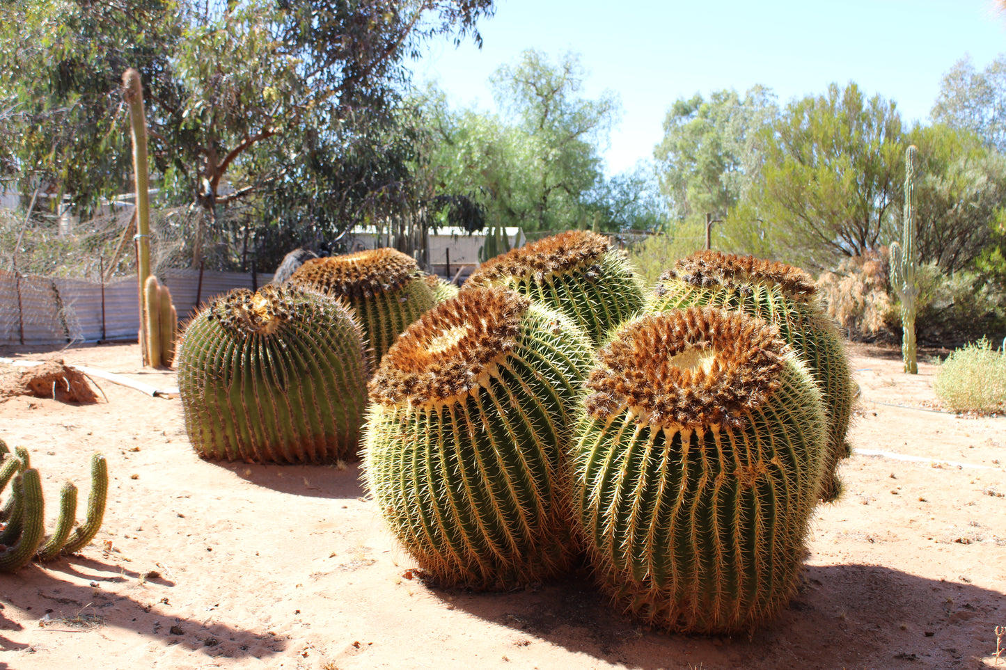 Golden Barrel Open Pollinated Seeds