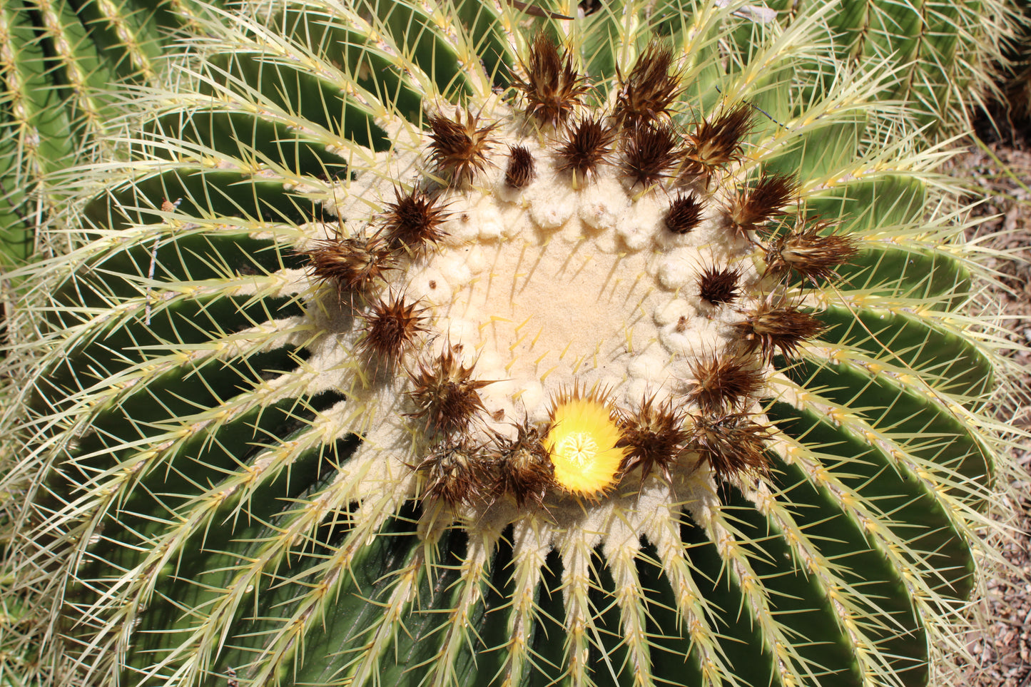 Golden Barrel Open Pollinated Seeds
