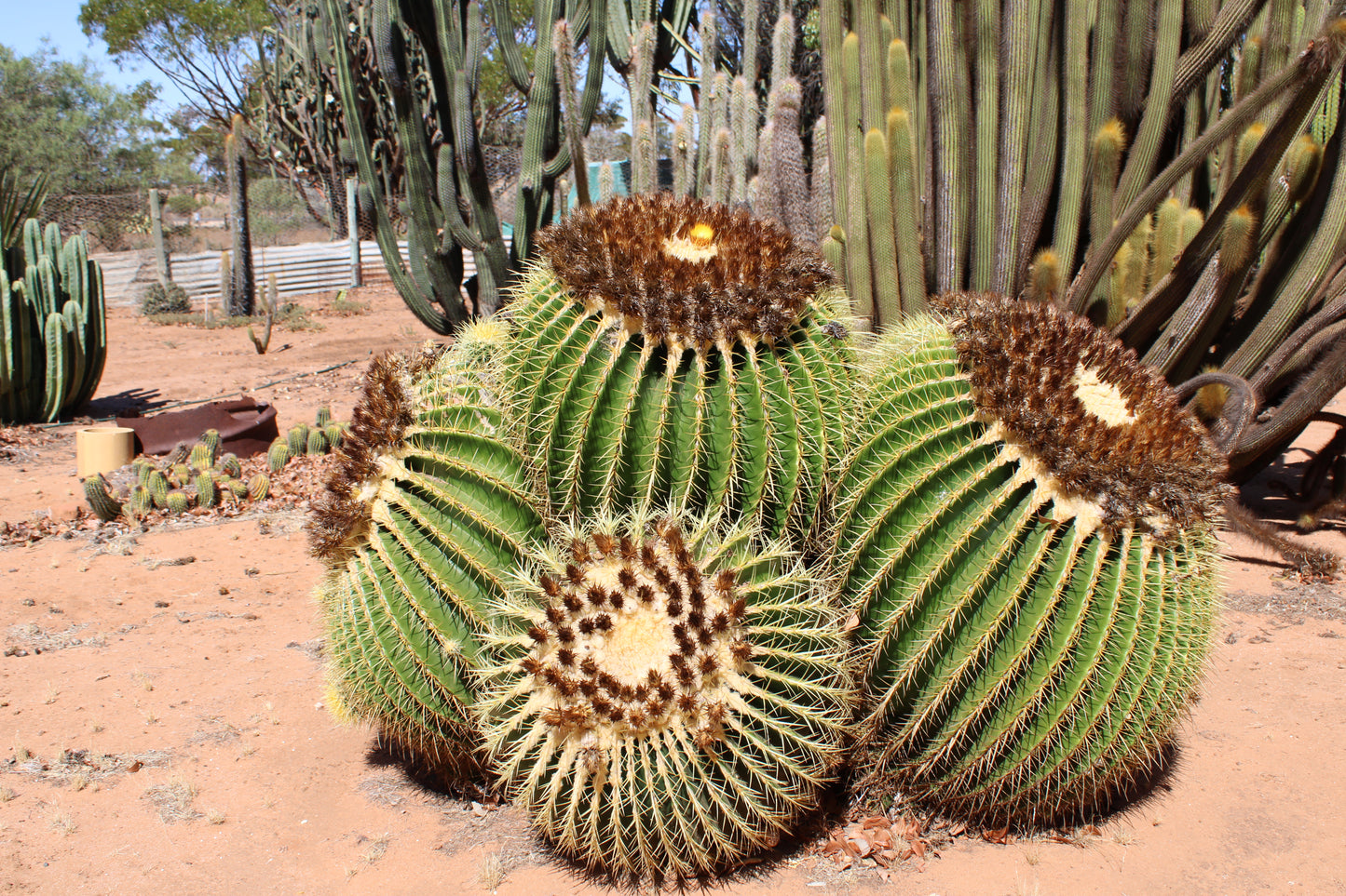 Golden Barrel Open Pollinated Seeds