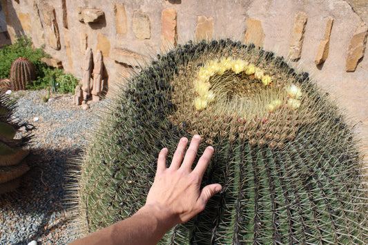 Ferocactus Glaucescens Open Pollinated Seeds