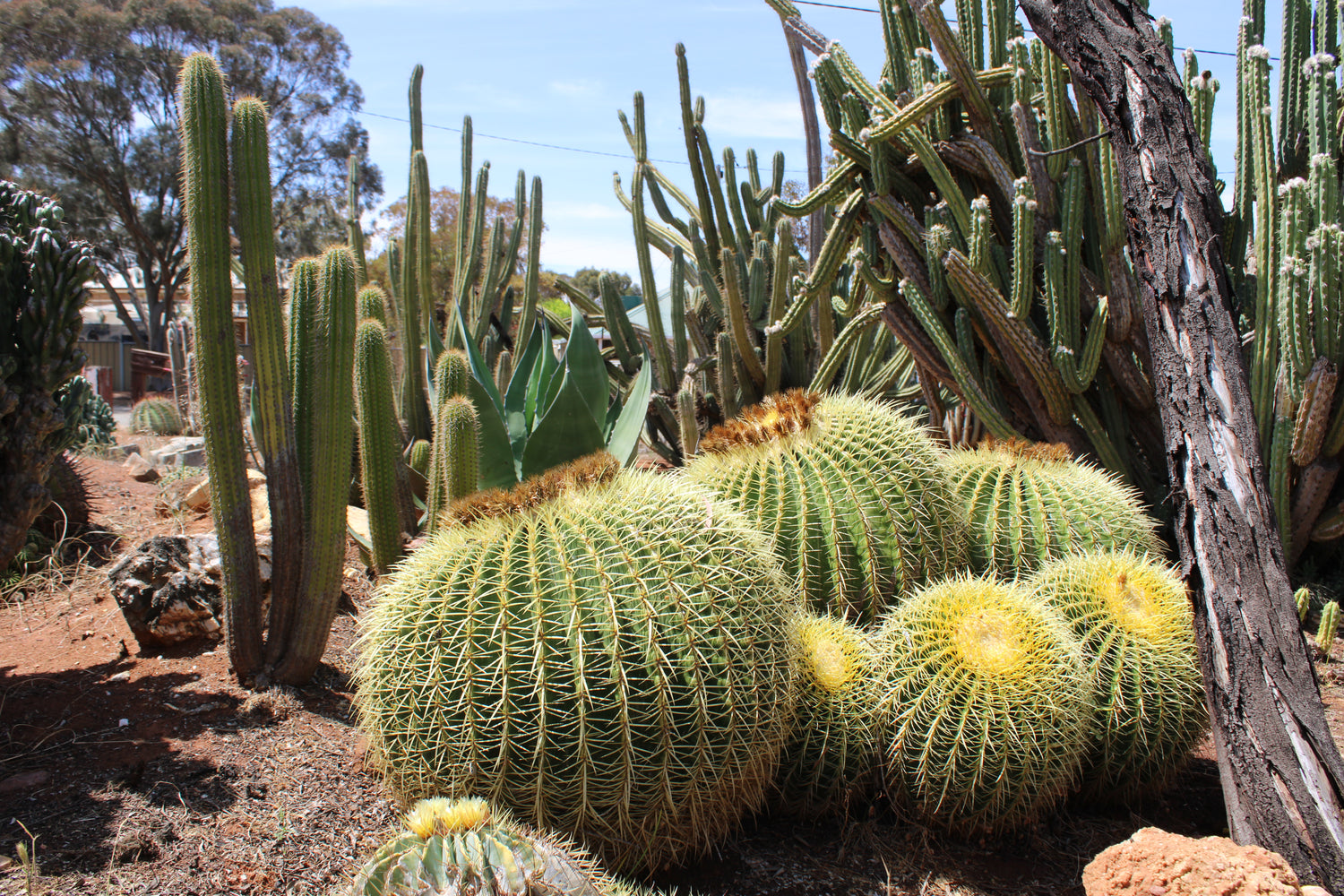 CACTUS SEEDS