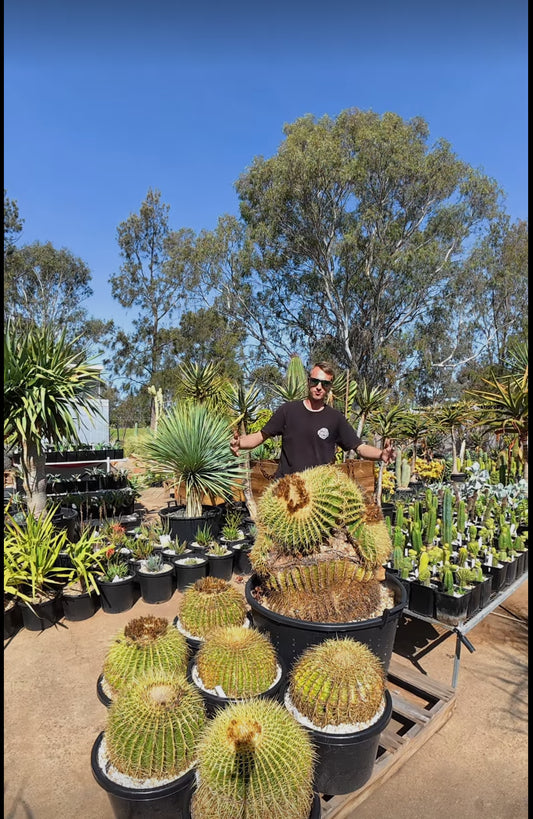 TLGS Golden Barrel monstrosity