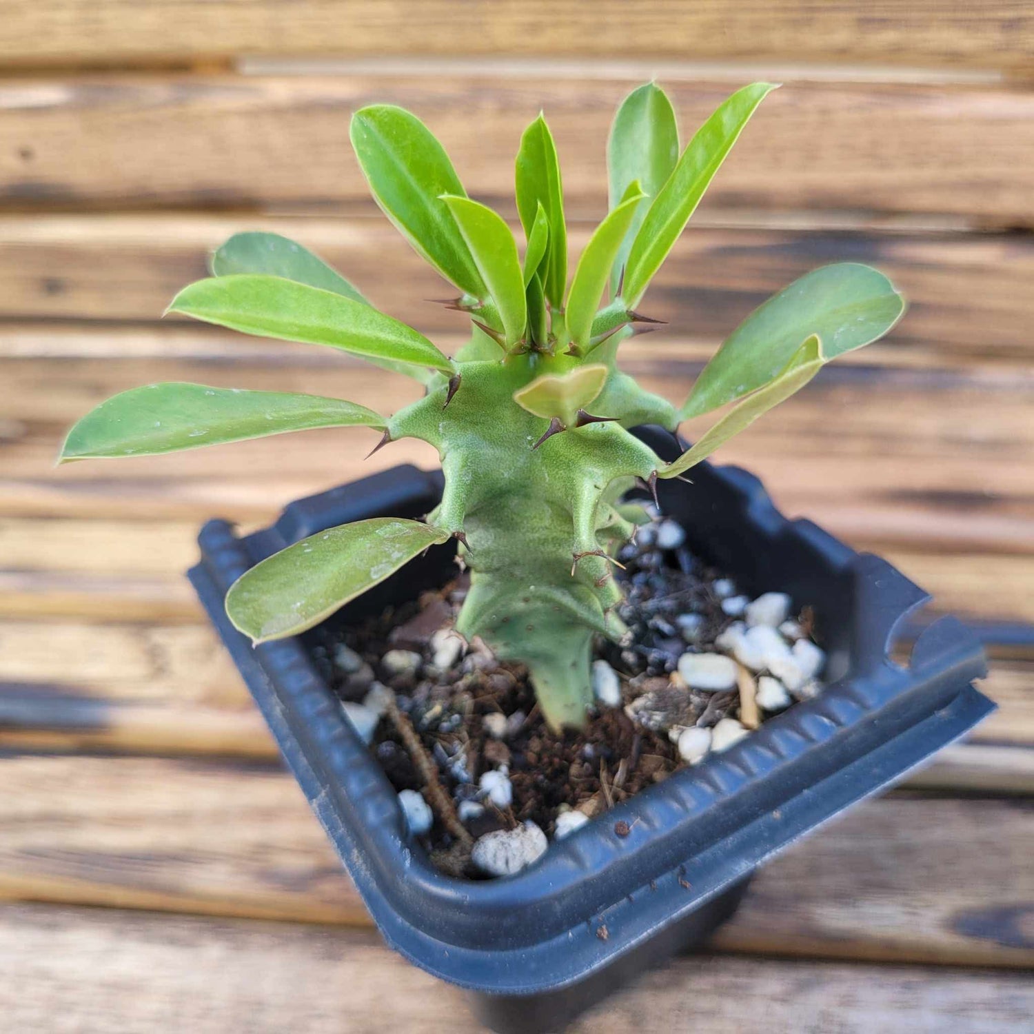 SEEDLINGS