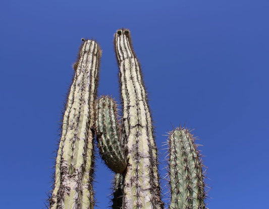 RG1 Trichocereus Taquimbalensis Open Pollinated Seeds